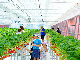 Michi-no-Eki-mae Inawashiro Strawberry Farm